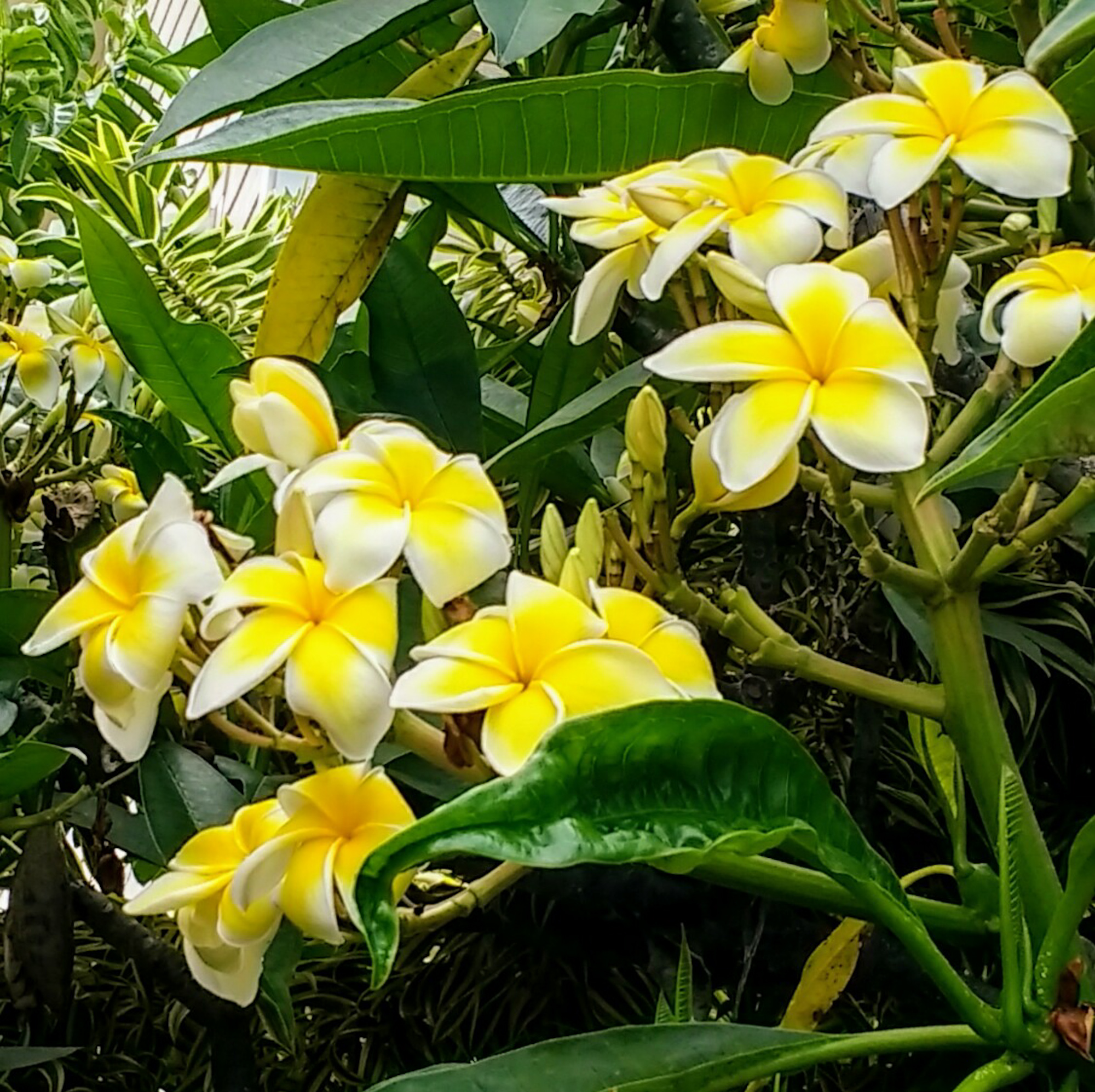 Plumeria